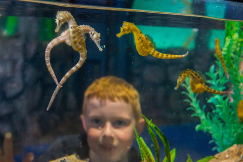Seahorse World - Tourism Adelaide 2