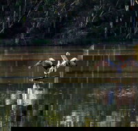 Seaham Swamp Nature Reserve - Tourism Adelaide