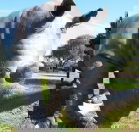 Tailem Bend Rhino Park and Dickson Reserve - Tourism Adelaide