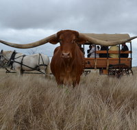 Texas Longhorn Tours - Tourism Adelaide