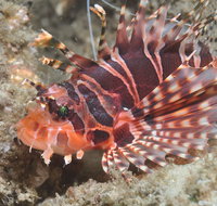 The Seaway Dive Site - Tourism Adelaide