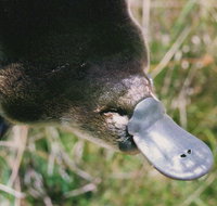 Warrawong Wildlife Sanctuary - Tourism Adelaide