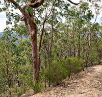 Yango Walking Track - Tourism Adelaide