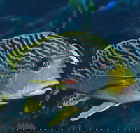 Beaver Reef Dive Site - Tourism Adelaide