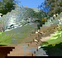 Big Murray Cod