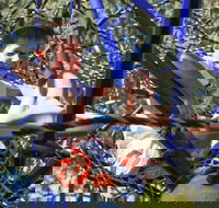 City Park - Tourism Adelaide