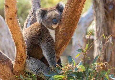 Cleland Wildlife Park - Tourism Adelaide 0