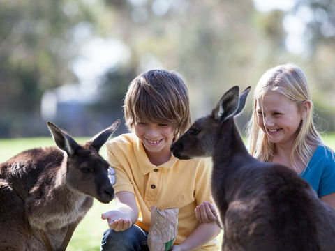 Cleland Wildlife Park - Tourism Adelaide 1