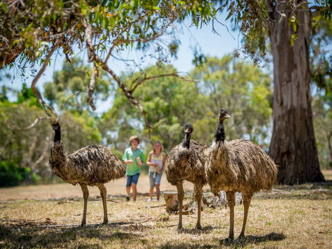 Cleland Wildlife Park - Tourism Adelaide 2