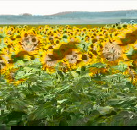 Clifton - Tourism Adelaide