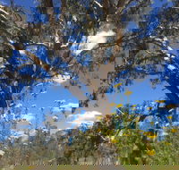 Euroa Arboretum - Tourism Adelaide