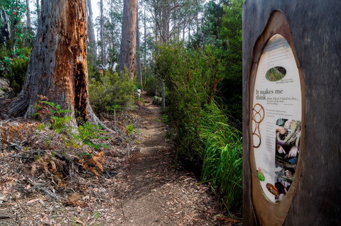 Lake St Clair (Cradle Mountain  - Lake St Clair National Park) - Tourism Adelaide 2