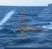 Minyama - Tourism Adelaide