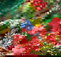 Mount Surprise - Tourism Adelaide