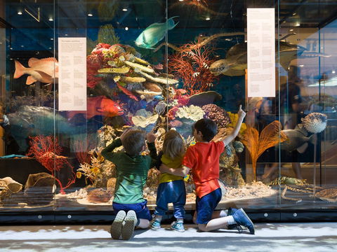Queensland Museum - Tourism Adelaide 1