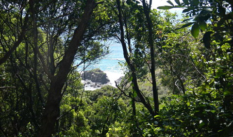Rainforest Walking Track, Hat Head National Park - Tourism Adelaide 0