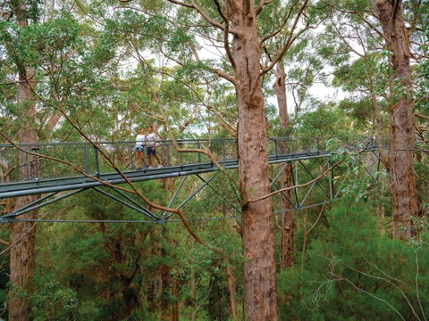 Valley Of The Giants Tree Top Walk - Tourism Adelaide 1