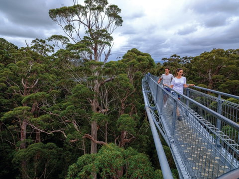Valley Of The Giants Tree Top Walk - Tourism Adelaide 2