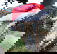 Bream Creek Farmers Market - Tourism Adelaide