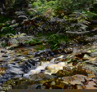 Budderoo National Park - Tourism Adelaide