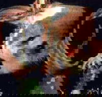 Carrowong Fauna Sanctuary - Tourism Adelaide