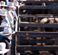 Dalby - Tourism Adelaide