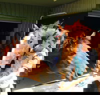 Iris Lodge Alpacas - Tourism Adelaide