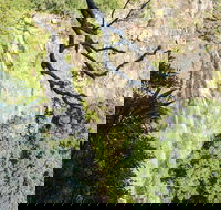 Morans Falls track Lamington National Park - Tourism Adelaide