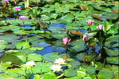 Mt Coot-tha Tourist Drive - Tourism Adelaide 1