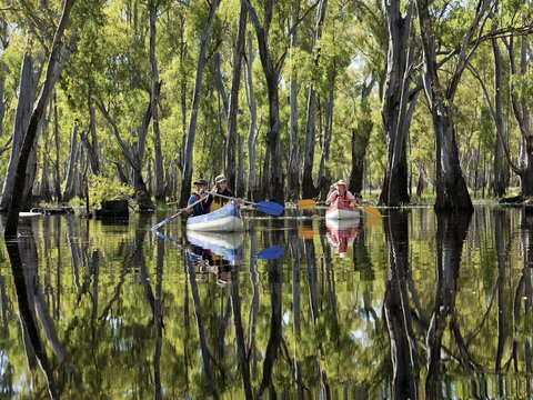 Murray River Canoe Trails - Tourism Adelaide 0