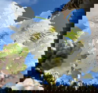 Tasmania Birchs Bay Cherries - Tourism Adelaide