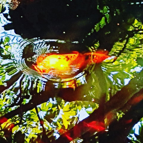 The Fernery At Diamond Waters - Tourism Adelaide 2