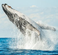 Premier Whale Watching Byron Bay - Tourism Adelaide