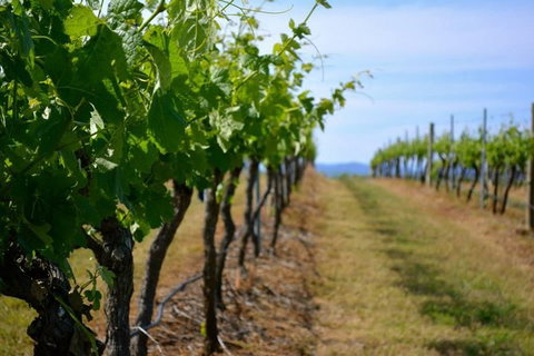 Hunter Valley Wine Tour Ex Newcastle Incl Lunch, Cheese, Chocolate & Distillery - Tourism Adelaide 9