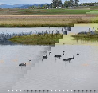 Beardy Waters Dam and Woodlands - Tourism Adelaide