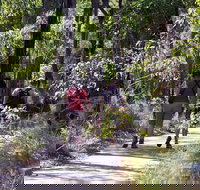 Forest Path Crooked Brook - Tourism Adelaide