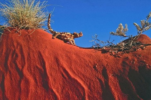 Alice Springs, Uluru Ayers Rock & Kings Canyon 8 Days Touring Package - Tourism Adelaide 4