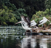 Everglades Eco Safari to Australia's Everglades - Tourism Adelaide