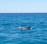 Noosa Wild Dolphin Safari - Tourism Adelaide