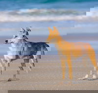 Fraser Island 4WD Tour from Rainbow Beach - Tourism Adelaide