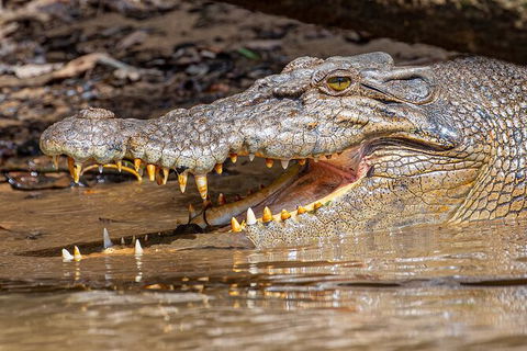 Daintree River Sunset Cruise - Tourism Adelaide 6