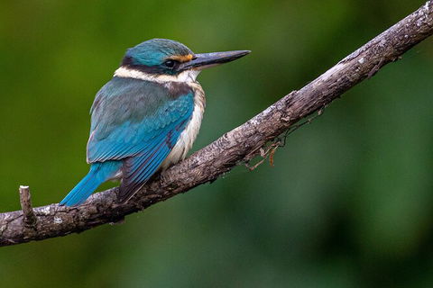 Daintree River Sunset Cruise - Tourism Adelaide 5