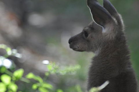 3-Day Family Outback Explorer Tour Of Cunnamulla - Tourism Adelaide 1