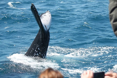 Half-Day Whale Watching In Urangan - Tourism Adelaide 2