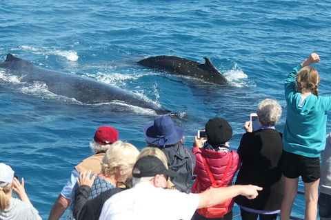 Half-Day Whale Watching In Urangan - Tourism Adelaide 4