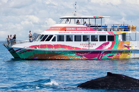 Half-Day Whale Watching In Urangan - Tourism Adelaide 1