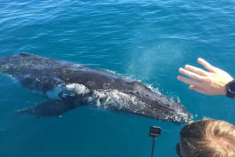 Half-Day Whale Watching In Urangan - Tourism Adelaide 6