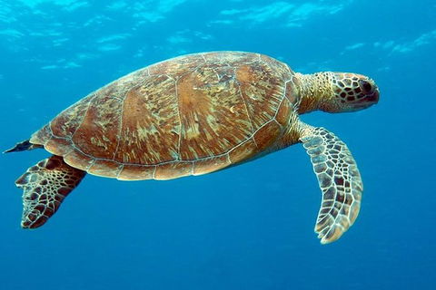 Cairns & Port Douglas All-Inclusive 7 Days Touring Package - Tourism Adelaide 1