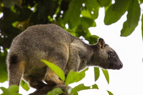 Cairns & Port Douglas All-Inclusive 7 Days Touring Package - Tourism Adelaide 8