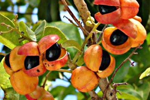 Wang\'ari Dreaming Bush Tucker Tour - Tourism Adelaide 9